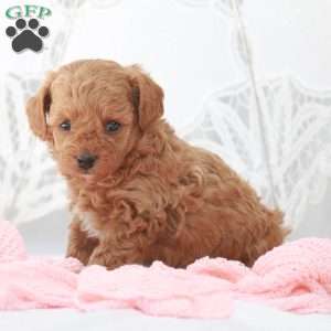 Macy, Toy Poodle Puppy